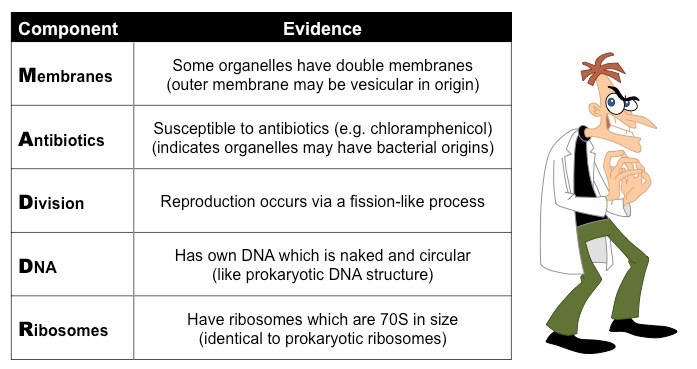 endosymbiosis evidence