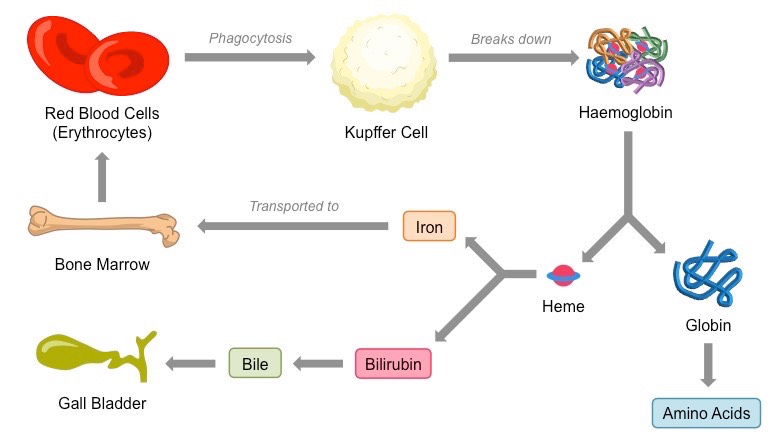 erythrocyte recycling