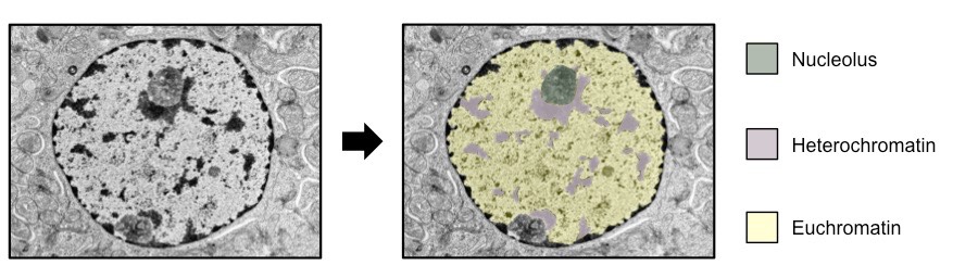 euchromatin and heterochromatin