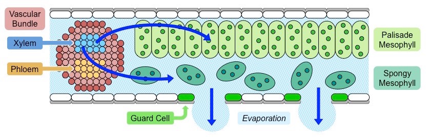 evaporation