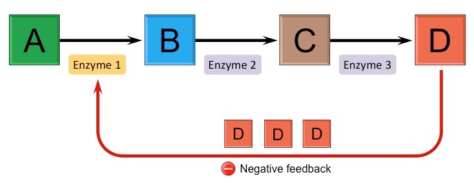 Feedback Inhibition  