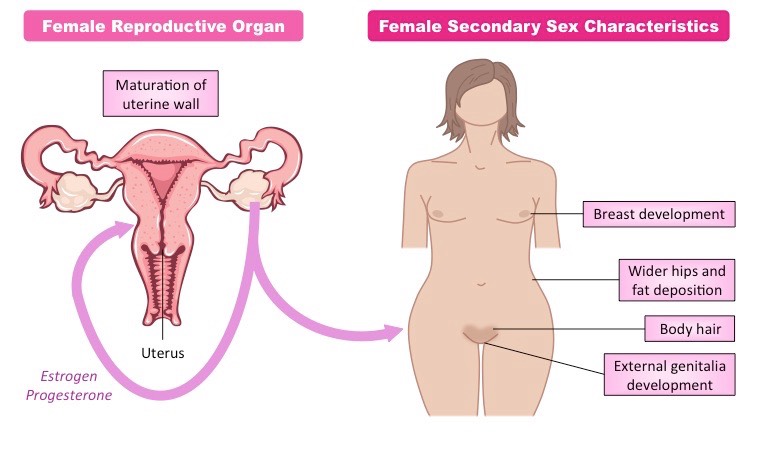 female sex development