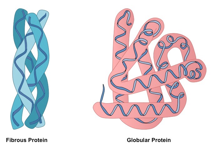 fibrous vs globular protein