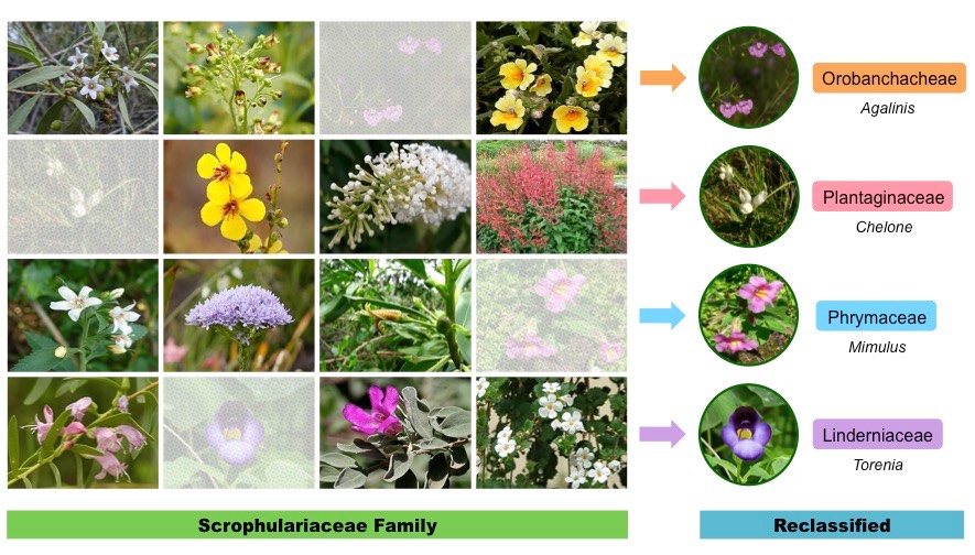 figwort reclassification