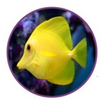 fish icon