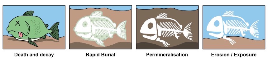 fossilisation