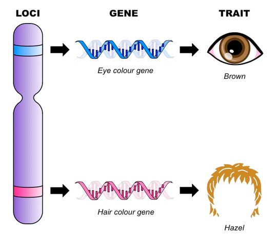 gene and loci