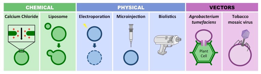 gene delivery systems