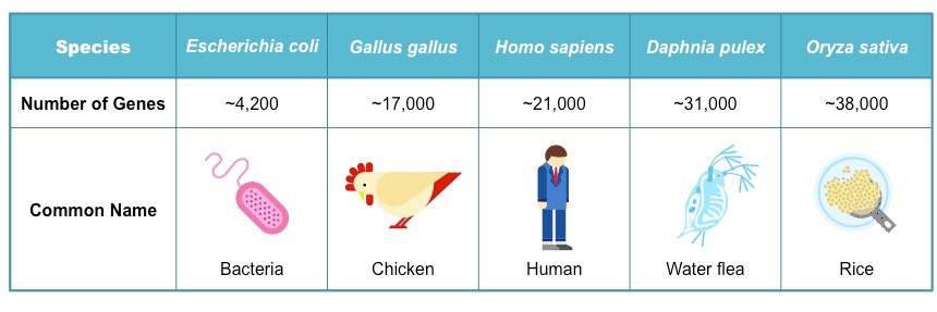 gene number