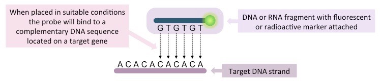 gene probes