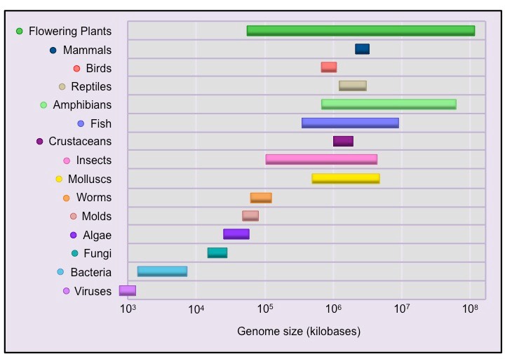 genome size graph