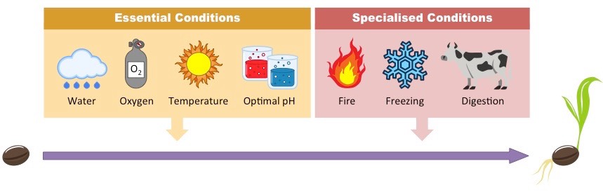 germination factors