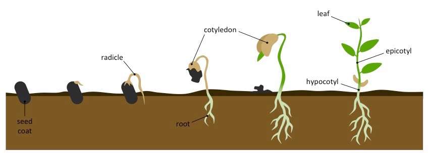 germination stages