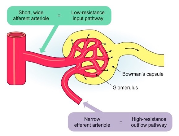 glomerular pressure