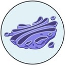 golgi body