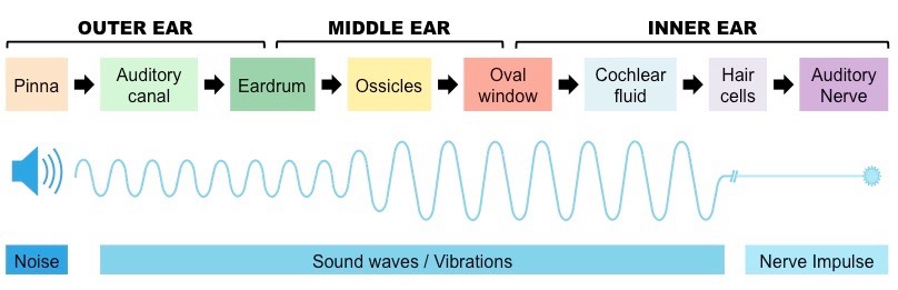 hearing