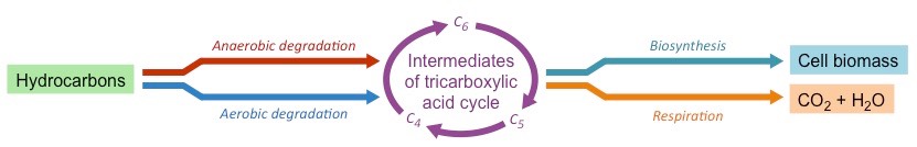 hydrocarbon metabolism