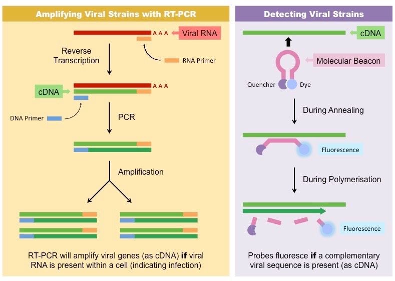 influenza strains