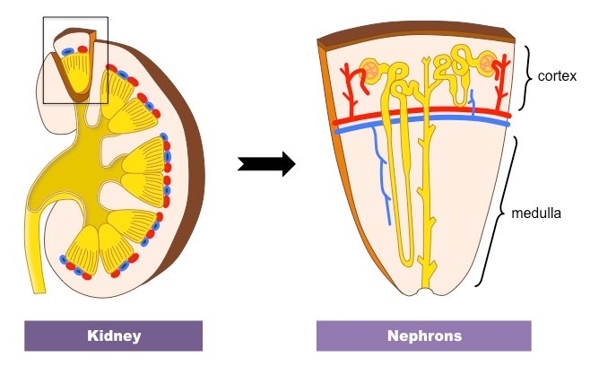 kidney organisation