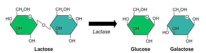 lactose