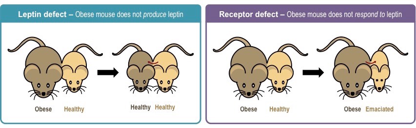 leptin experiments