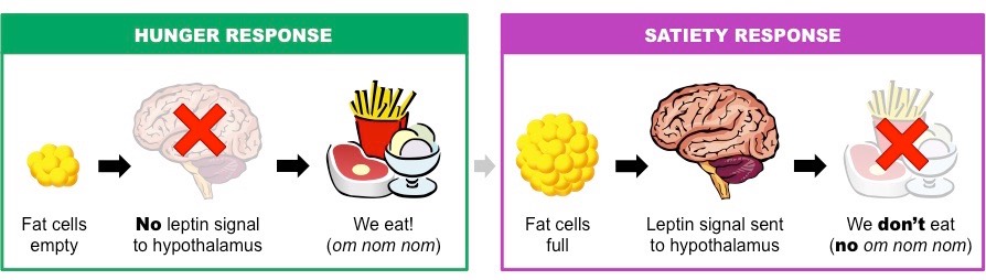 leptin