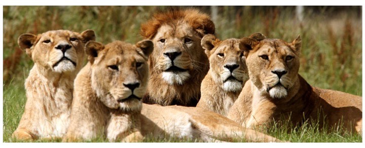 lionesses