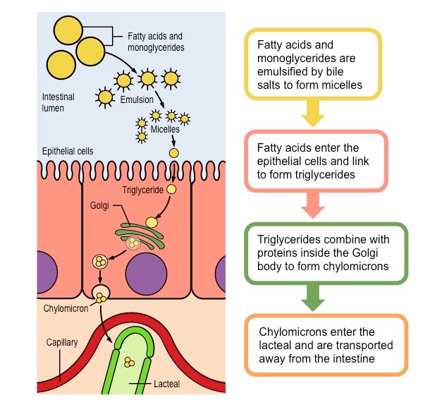 lipid metabolism