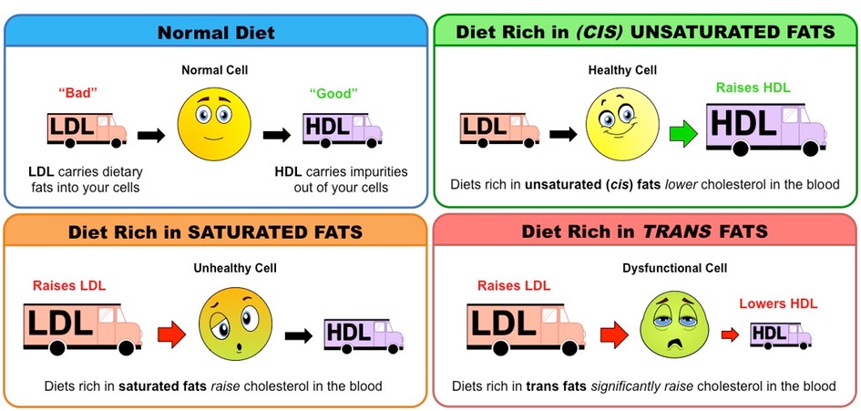 lipoprotein and cholesterol