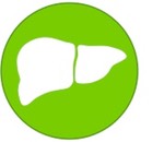 liver icon