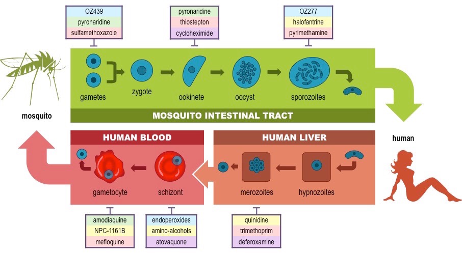malarial drugs
