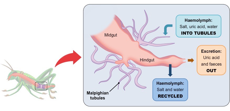 malpighian tubules