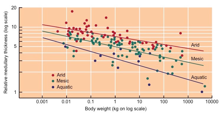 medullary thickness