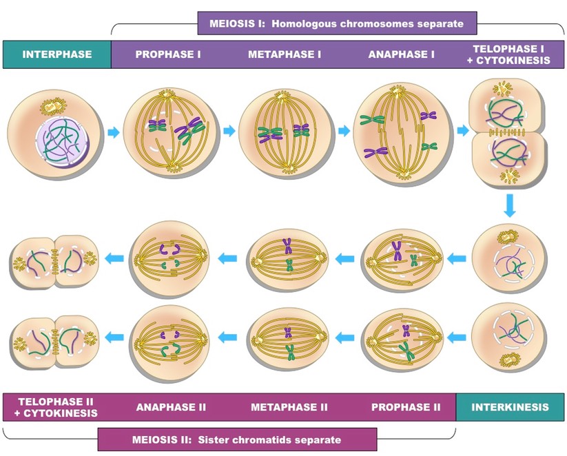 meiosis complex