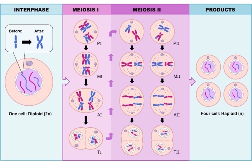 meiosis simple