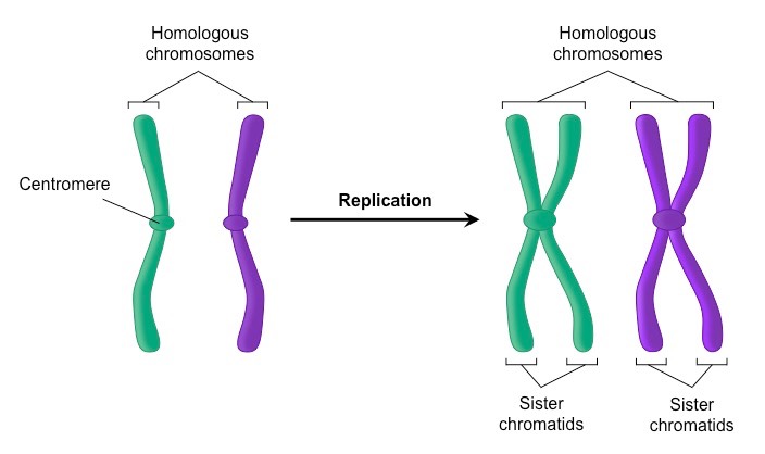 meiotic sister chromatids