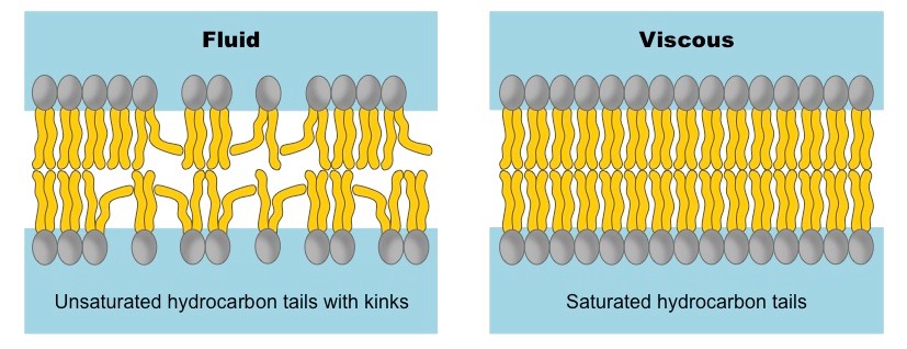 membrane fluidity