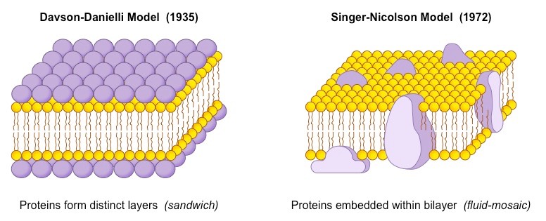 membrane models