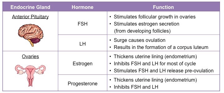 Team Bio-Nic - A woman's menstrual cycle is roughly 23 to 38 days in length.  This comprises of the early and late follicular and luteal phases where  various hormonal changes affect ones