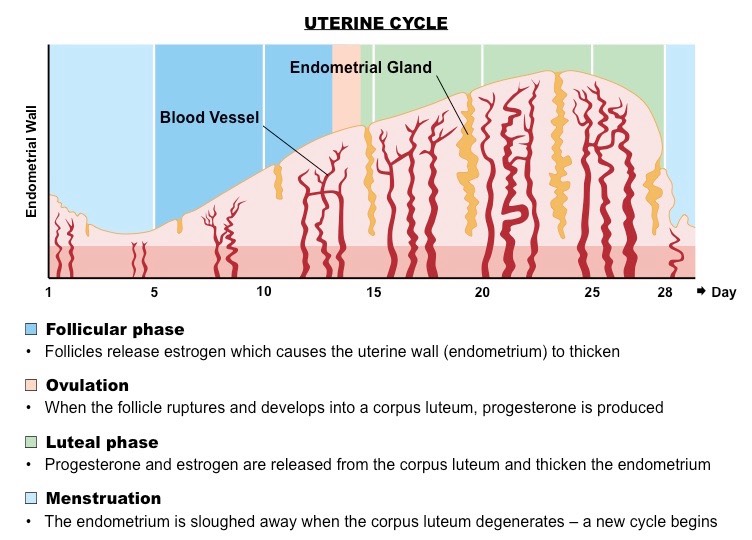 Uterine Cycle Overview & Phases - Lesson