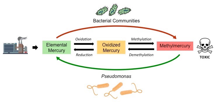 mercury