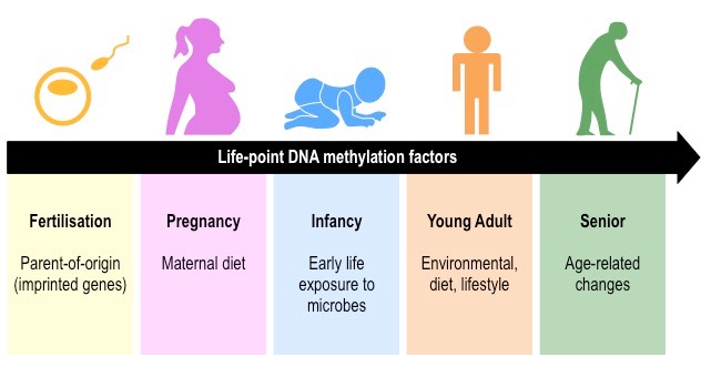 methylation factors