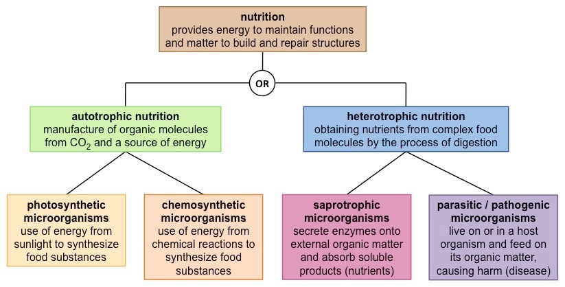 microorganism nutrition