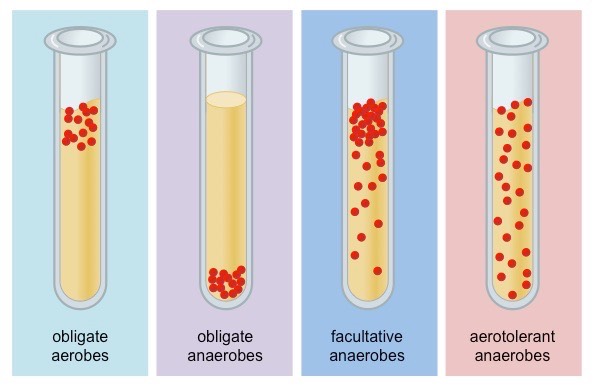 microorganism respiration