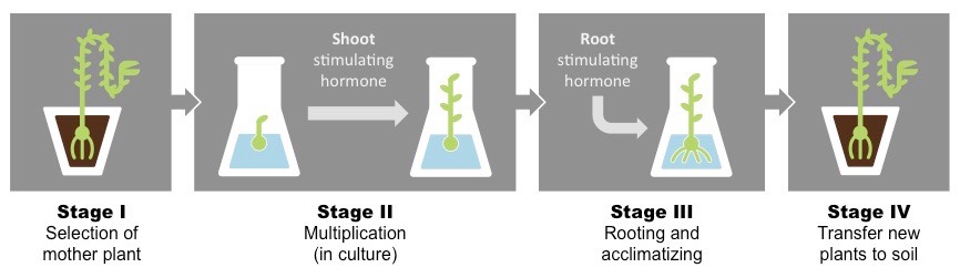 micropropagation