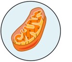 mitochondria