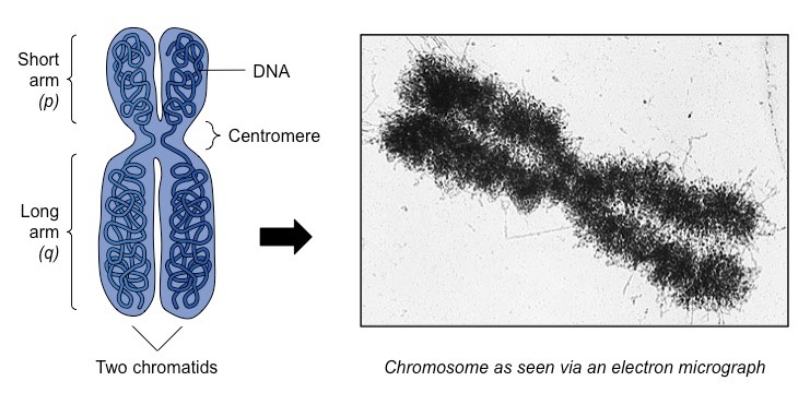 mitotic chromosome