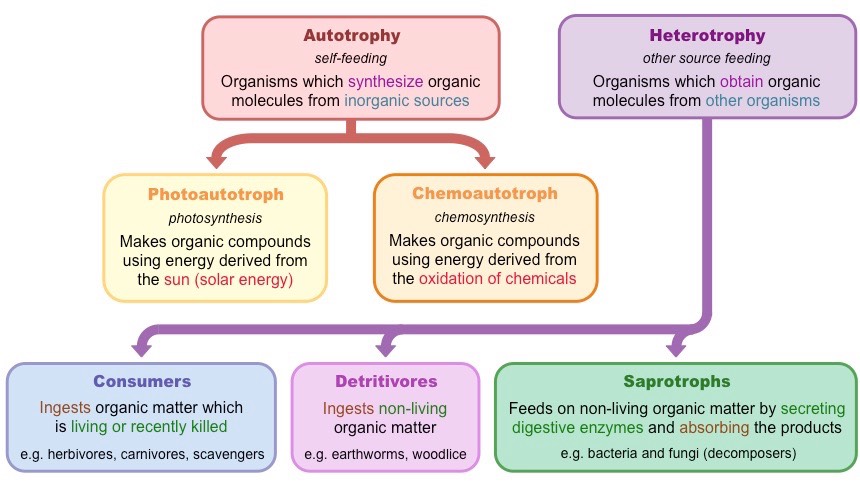 Modes Of Nutrition BioNinja
