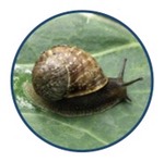 mollusc icon