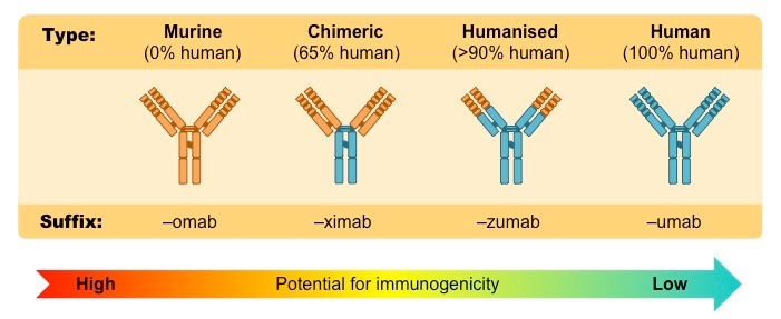 monoclonal therapy